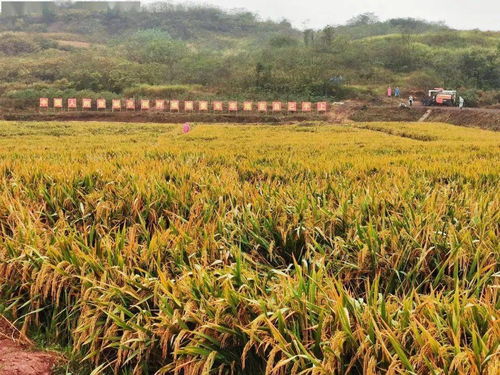 再破紀(jì)錄 袁隆平團(tuán)隊(duì)雙季稻畝產(chǎn)超1500公斤