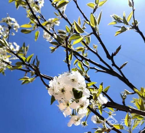 老驥伏櫪志未已,木梨花開(kāi)幸福來(lái)