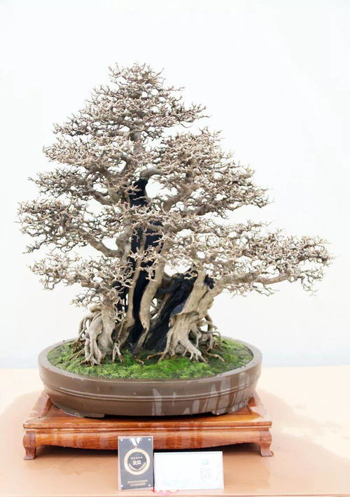 金獎(jiǎng)作品來(lái)了 2019中國(guó)森林旅游節(jié) 全國(guó)精品盆景展