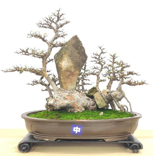 先睹為快 100張高清大圖帶你走進(jìn)2021全國精品盆景展現(xiàn)場